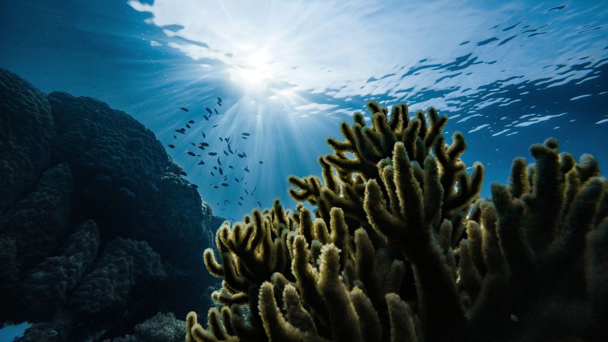 corals underwater