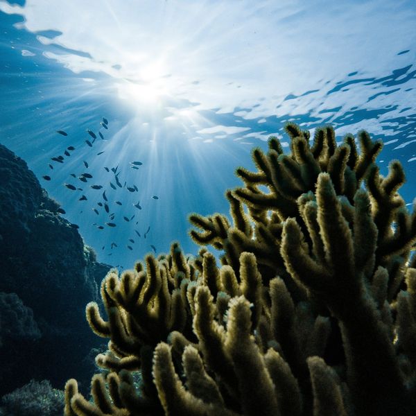 corals underwater