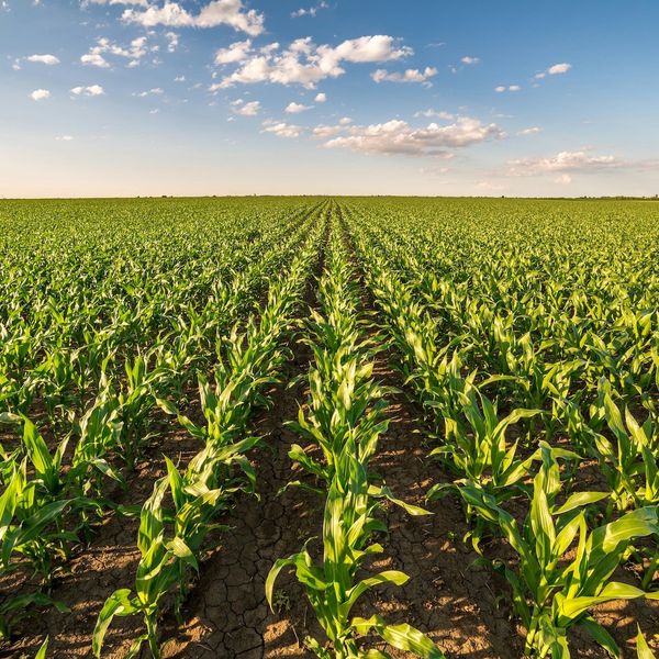 Corn field stretching to the horizon