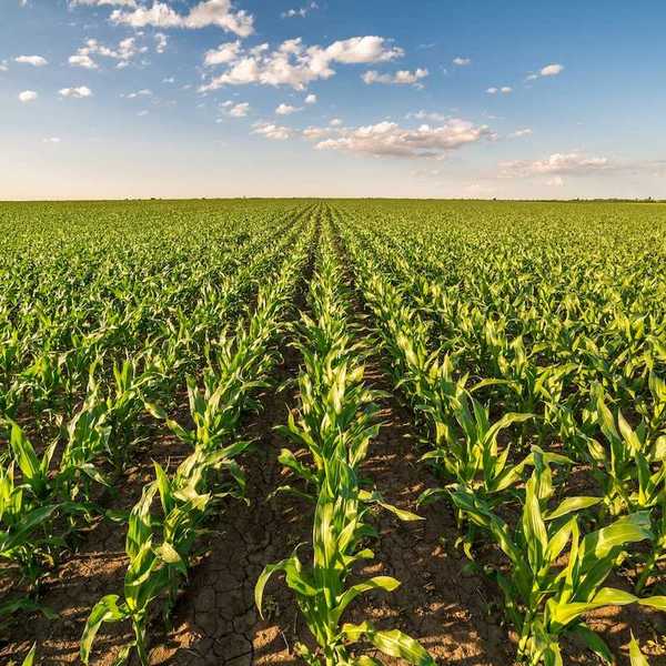 Corn field stretching to the horizon