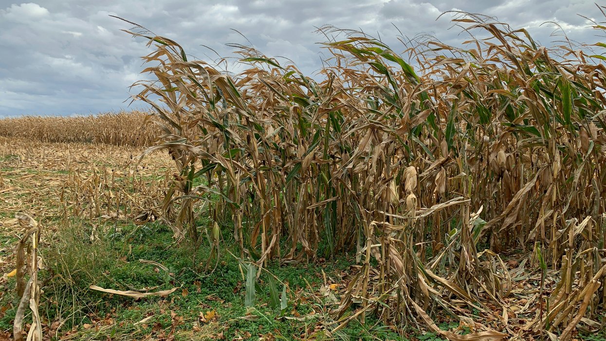 corn stalks blowing in the wind