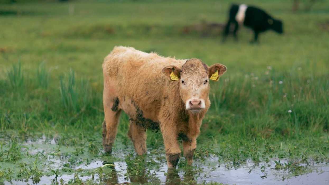 Cows grazing in wetland pasture