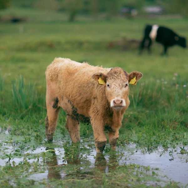 Cows grazing in wetland pasture