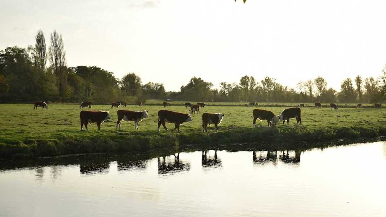 Cows grazing on green pasture adjacent to a waterway