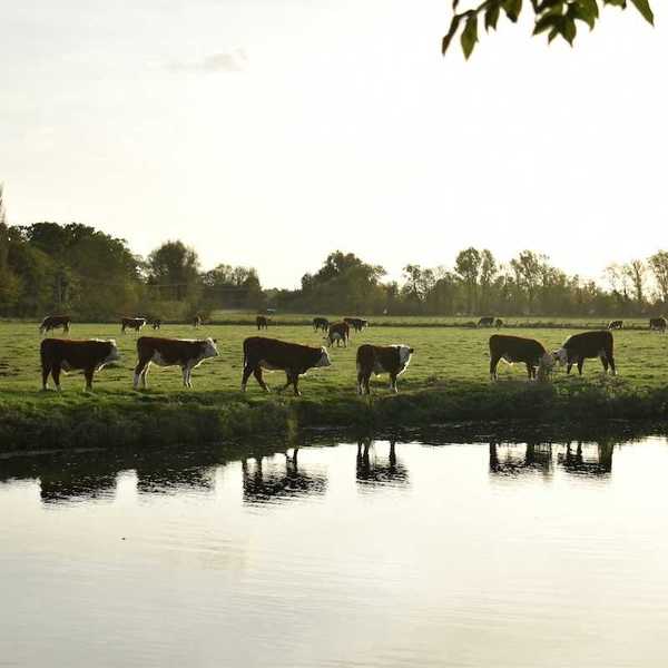 Cows grazing on green pasture adjacent to a waterway