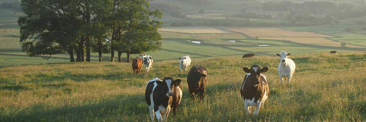 Cows on a green hillside with trees and valley in background.