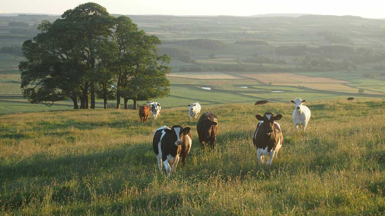 Cows on a green hillside with trees and valley in background.