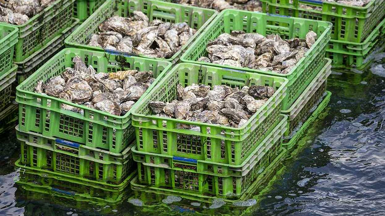Crates of oysters standing in water