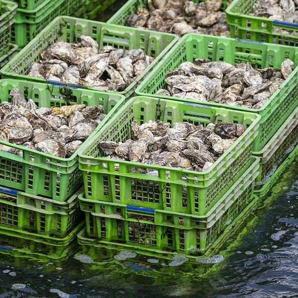 Crates of oysters standing in water