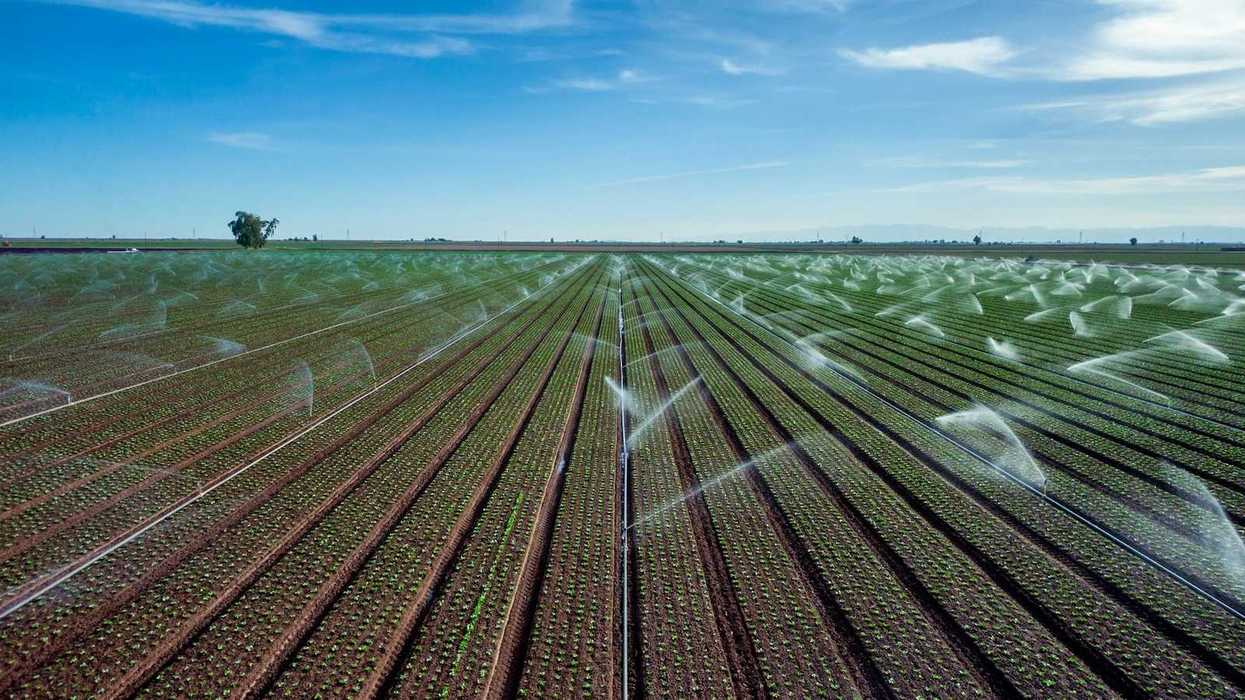 Crops under irrigation in expansive flat landscape