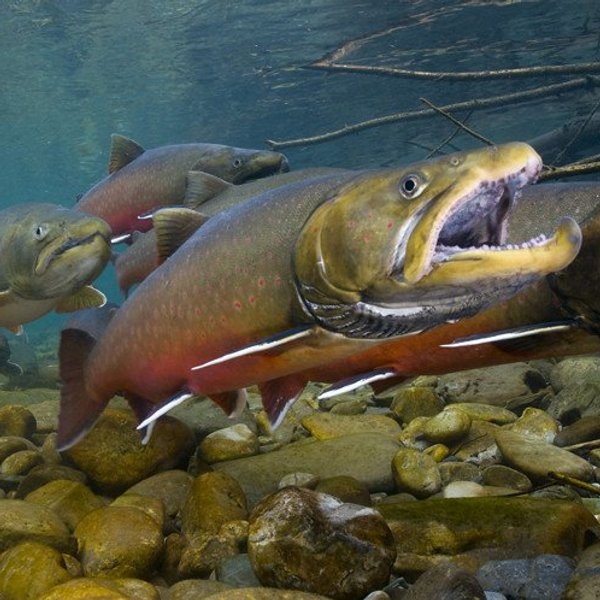 cross-border selenium pollution