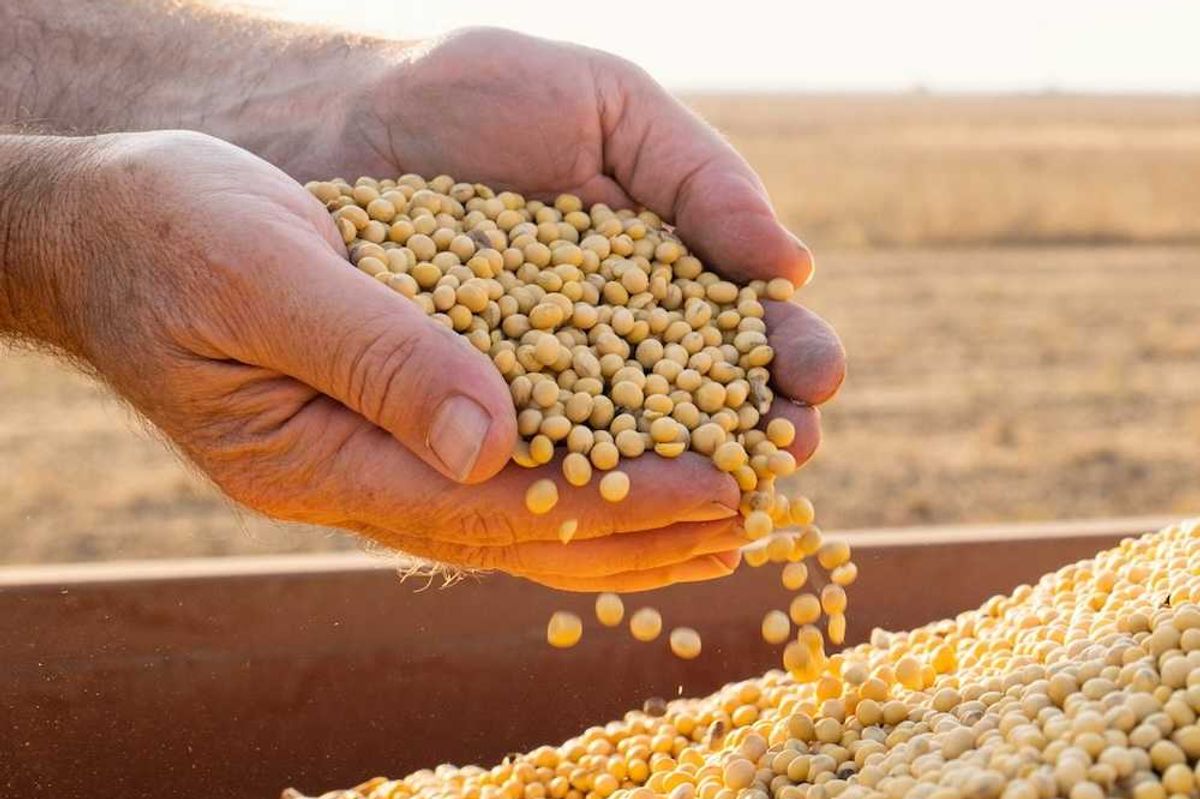 Carbon pollution is making food less nutritious and risking health of billions