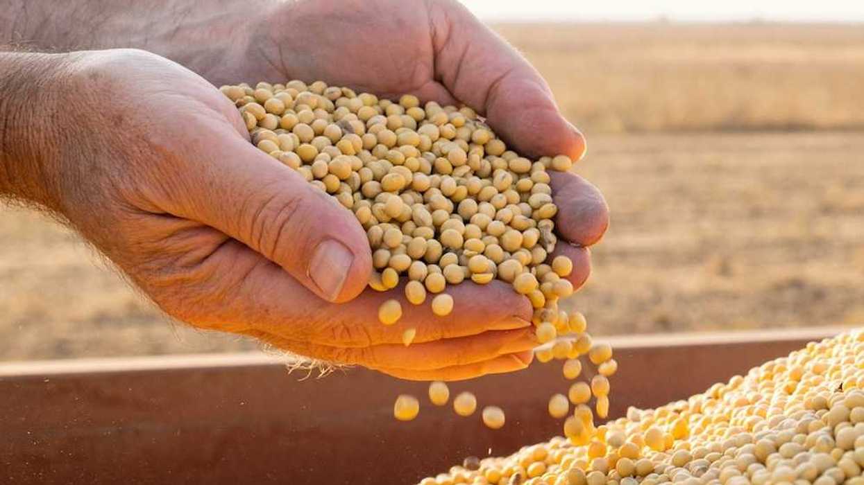 Cupped hands holding recently harvested soybeans