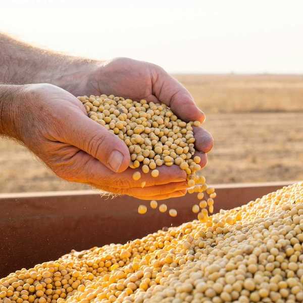 Cupped hands holding recently harvested soybeans