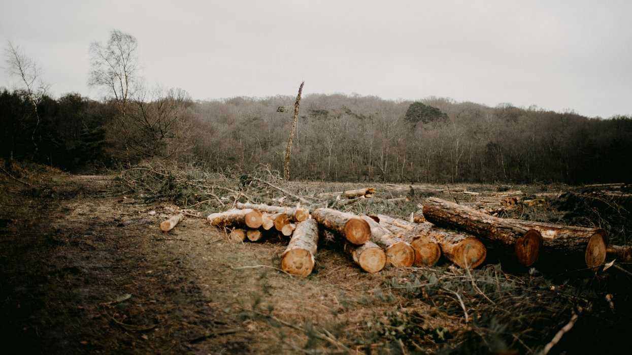 cut down logs near the edge of a forest
