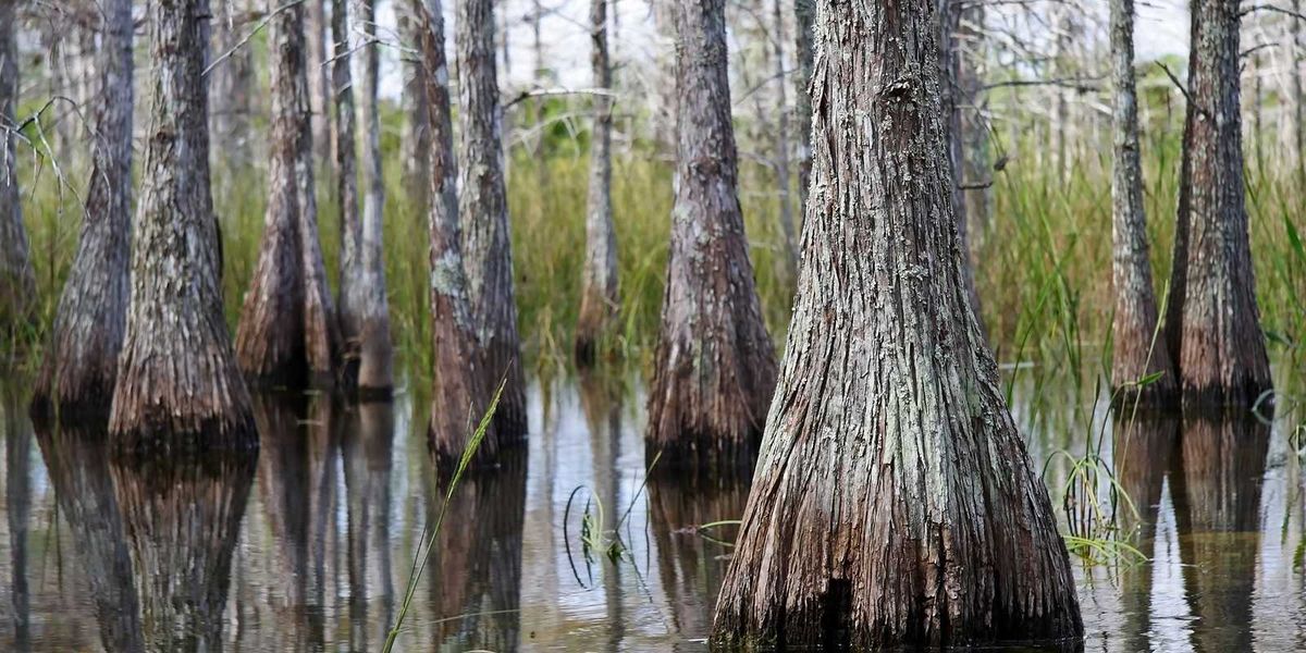 photo of Congress tries end-run around Florida court decision protecting wetlands image