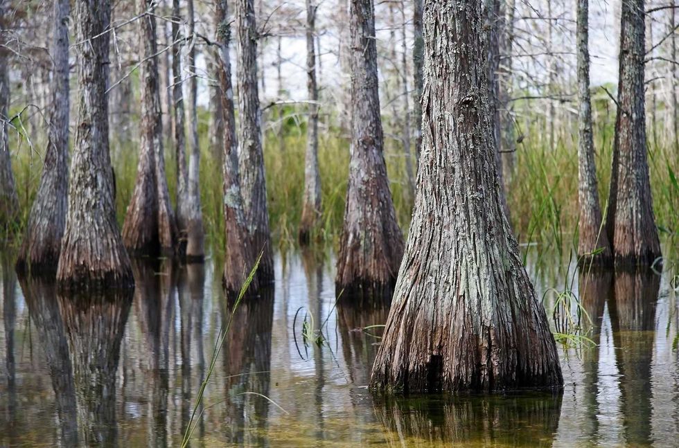 Congress tries end-run around Florida court decision protecting wetlands