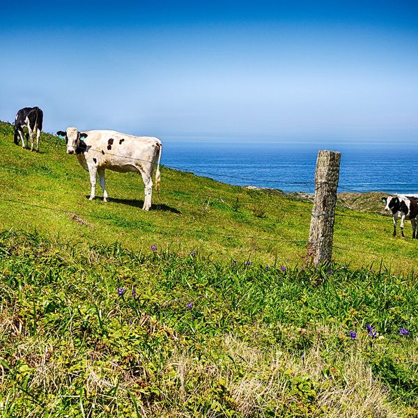 Dairy cows grazing with Pacific Ocean backdrop Point Reyes