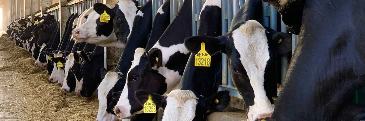New Mexico dairy CAFOs drives hundreds of millions in health costs, study finds