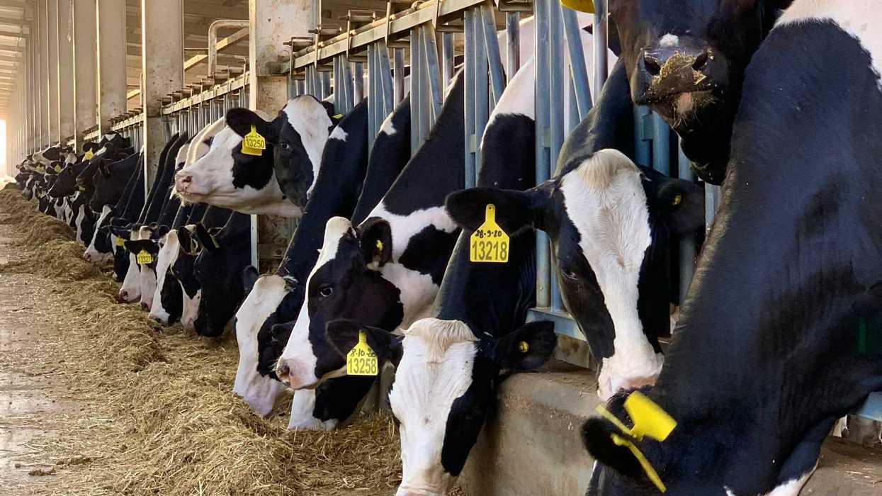 Dairy cows lined up in a concentrated animal feeding operation.