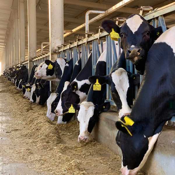 Dairy cows lined up in a concentrated animal feeding operation.
