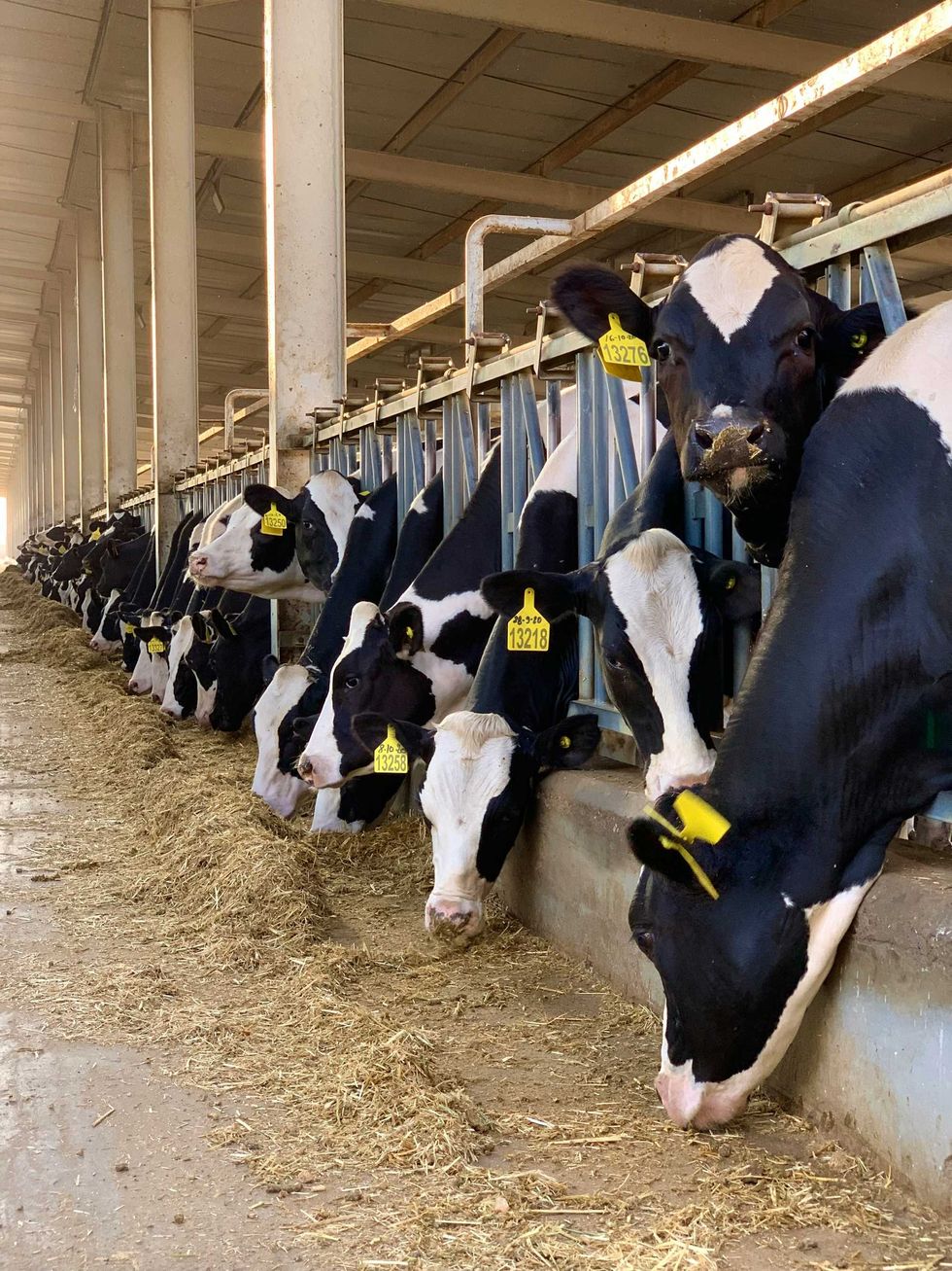 New Mexico dairy CAFOs drive hundreds of millions in health costs, study finds