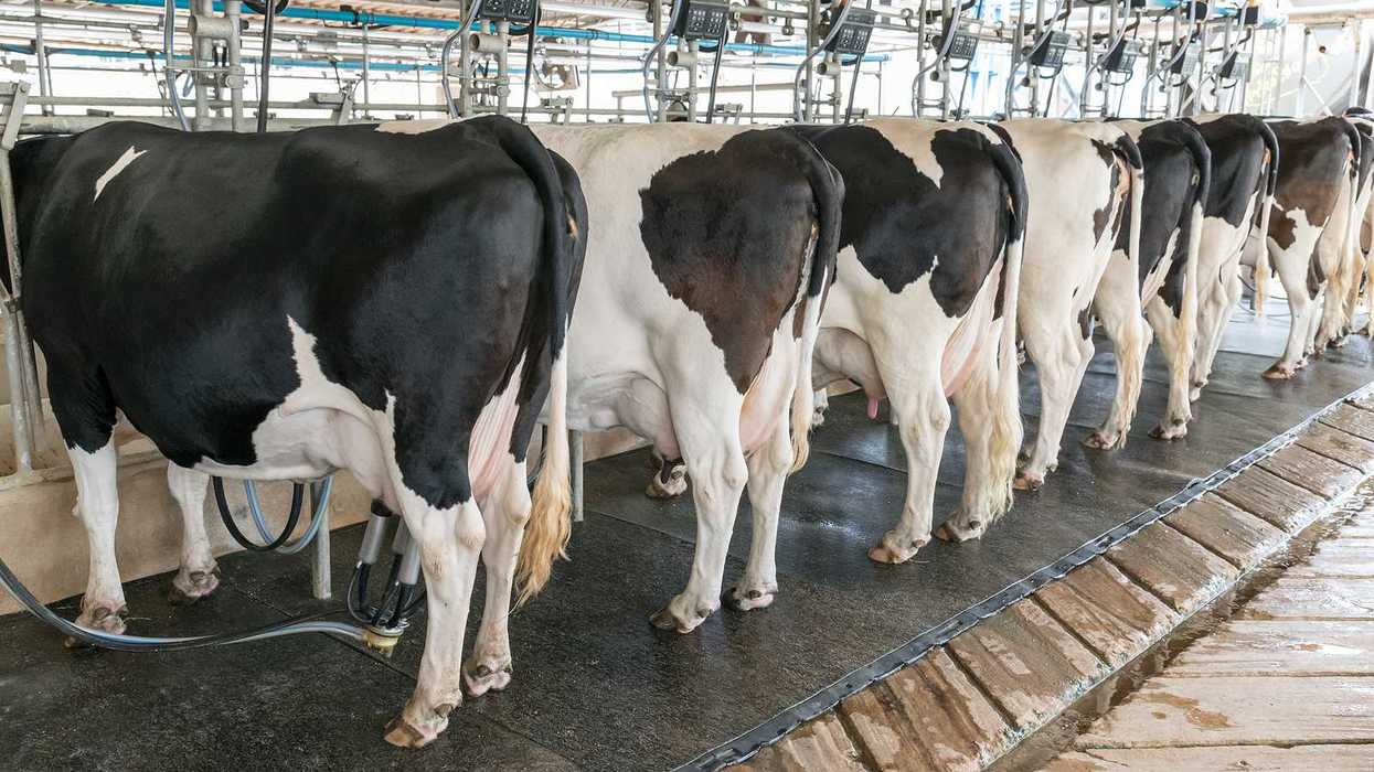 Dairy cows lined up in a milking parlor