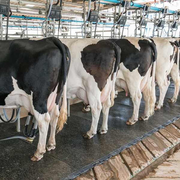 Dairy cows lined up in a milking parlor