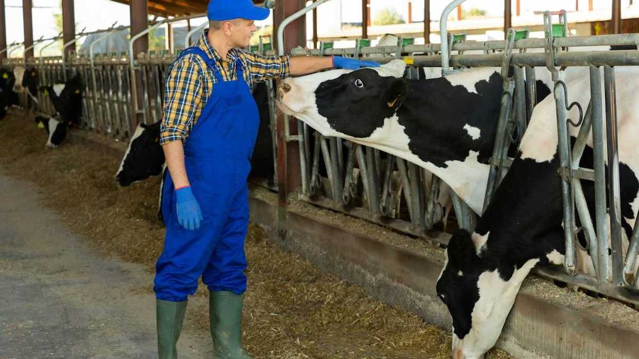Dairy farm worker clad in blue coveralls and rubber boats affectionately petting a cow.
