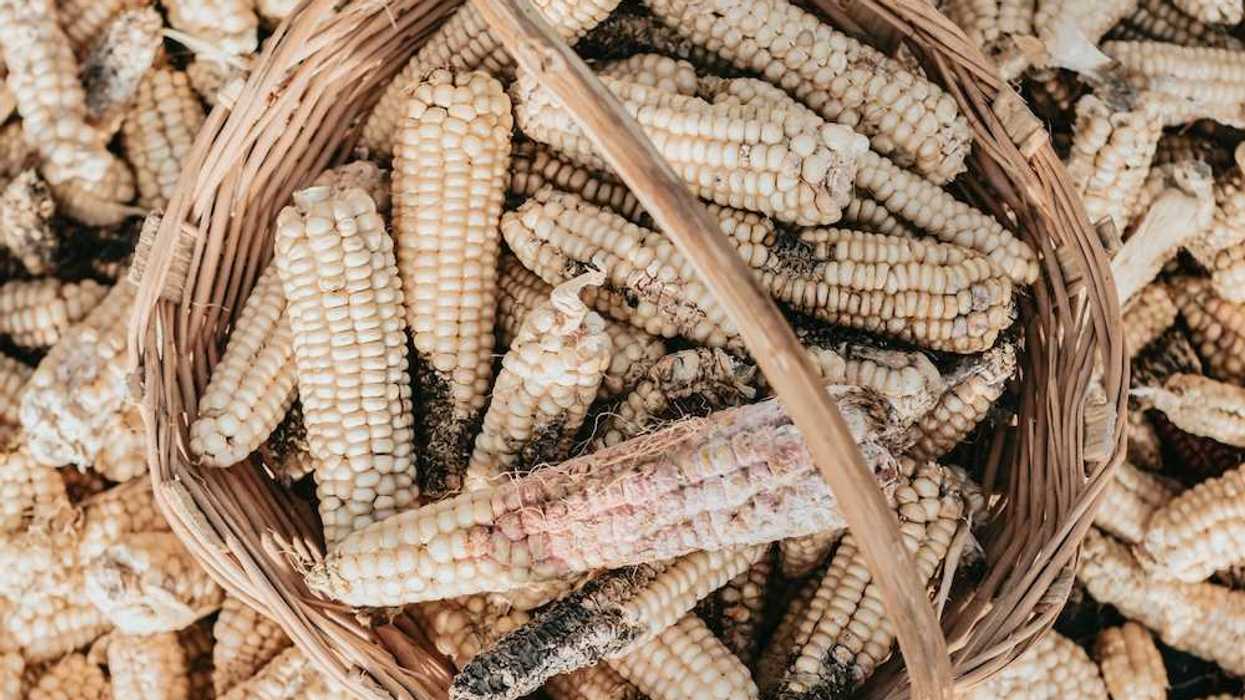 Damaged and diseased corn cobs