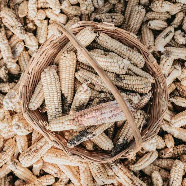 Damaged and diseased corn cobs
