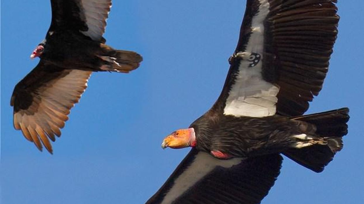 DDT chemicals accumulating in California condors