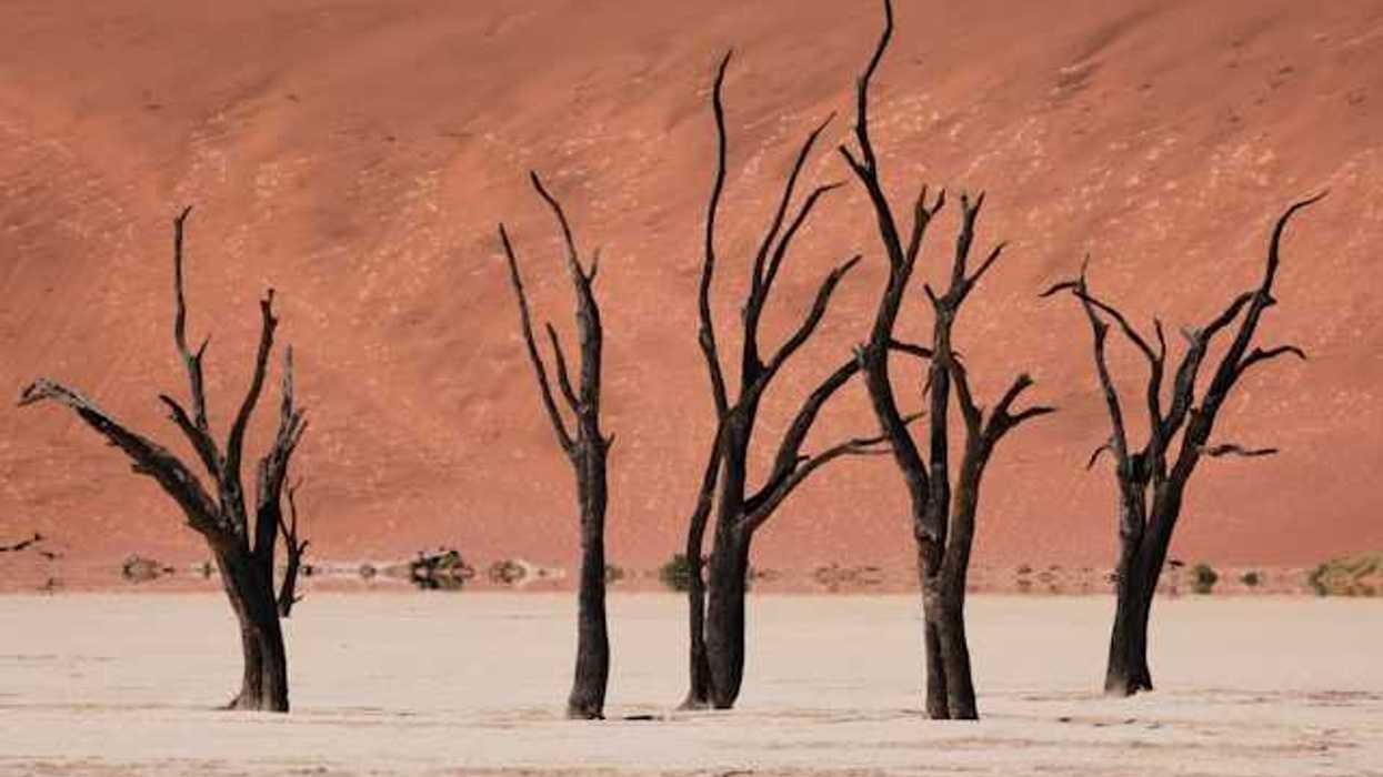 Dead trees in a dry environment