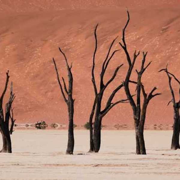 Dead trees in a dry environment