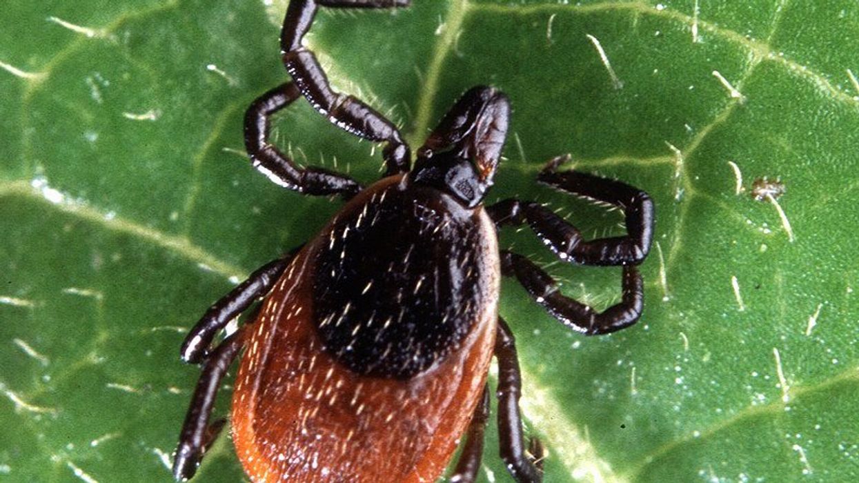 deer tick