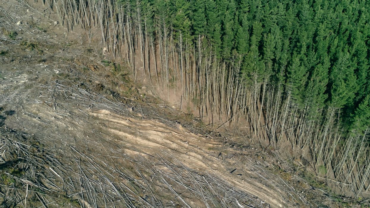 deforestation logging