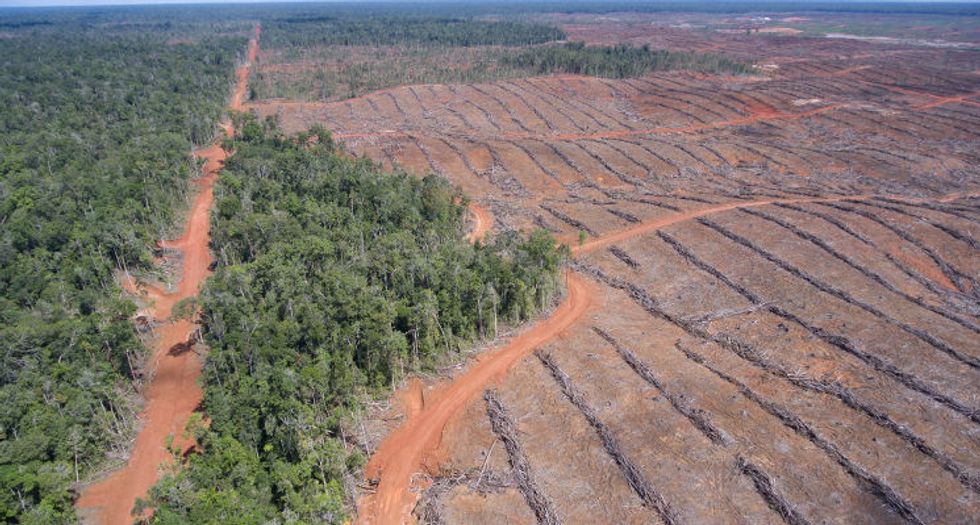 Deforestation Papua New Guinea