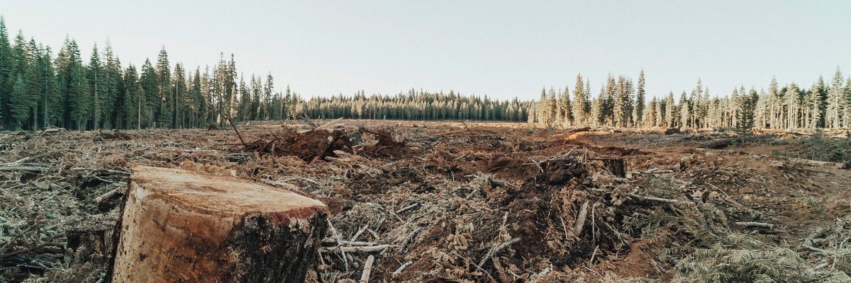 deforestation wildlife habitat