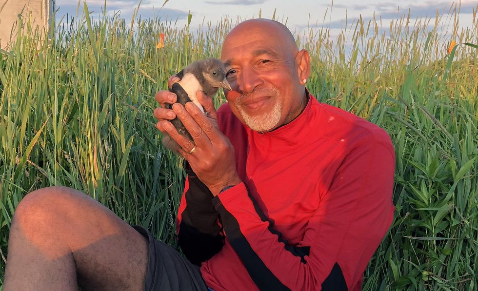 Derrick Z. Jackson, puffin