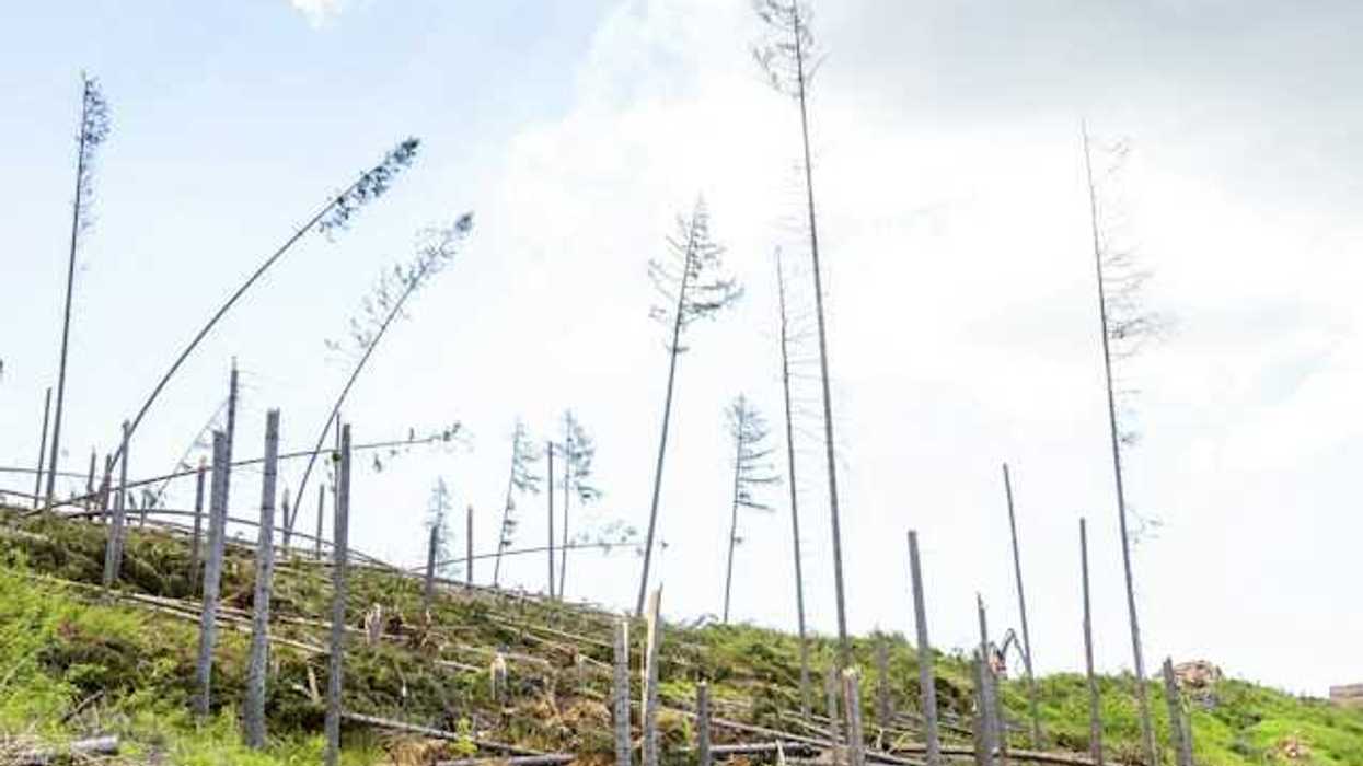 Destroyed forest on a hillside