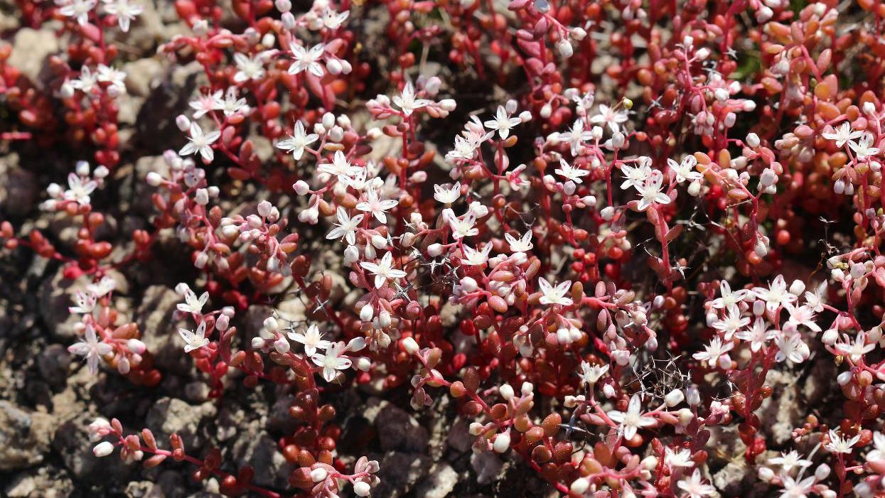 Diamorpha, Dekalb County, Georgia.