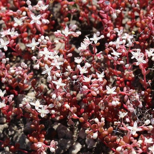 Diamorpha, Dekalb County, Georgia.