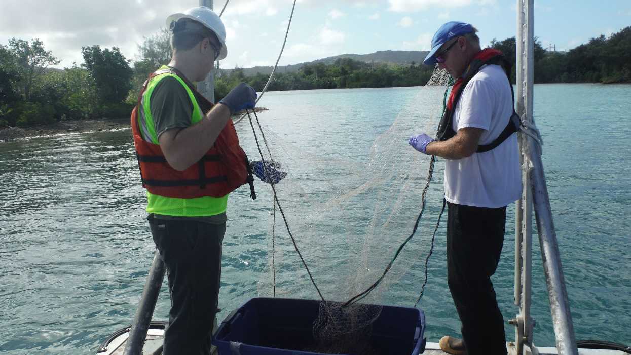Dieldrin dilemma: How dated science and fish-eating advisories may be putting brains at risk