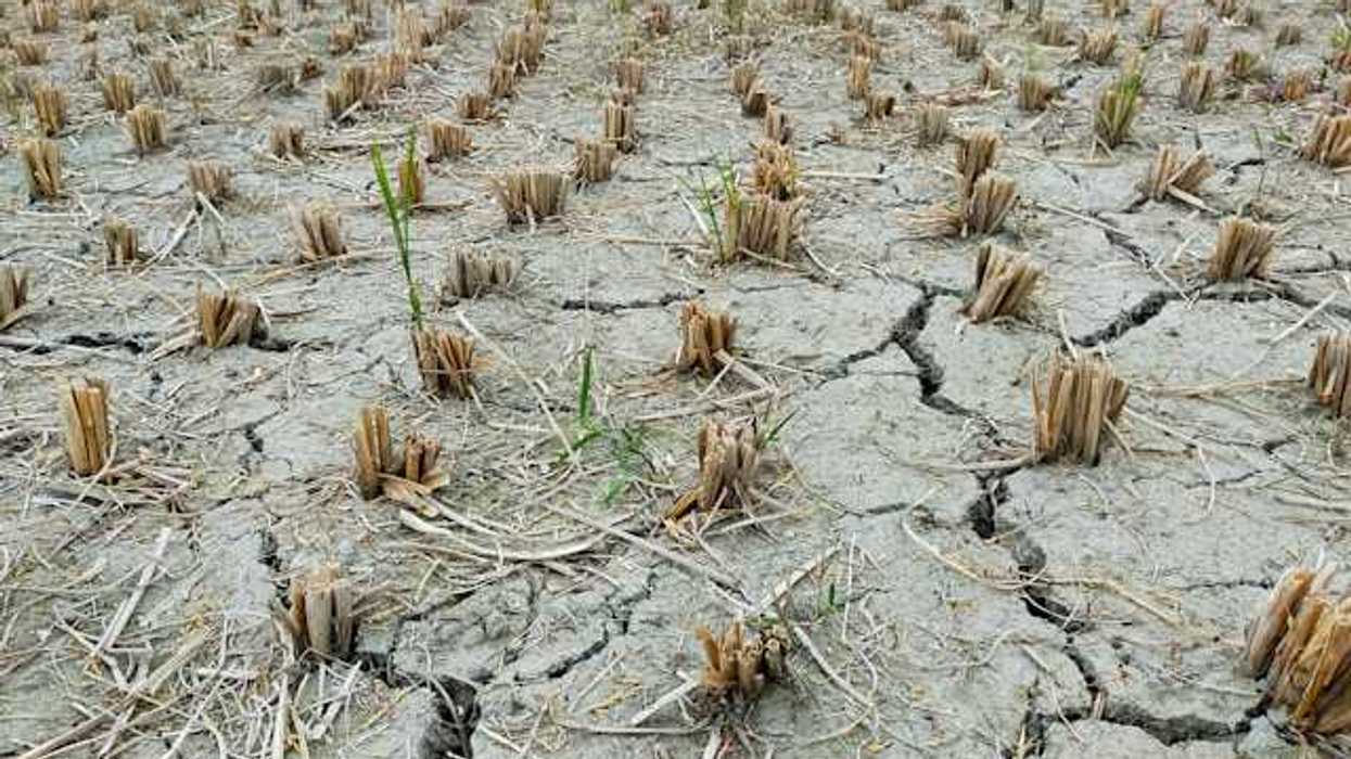 Dried cracked earth with dead plants