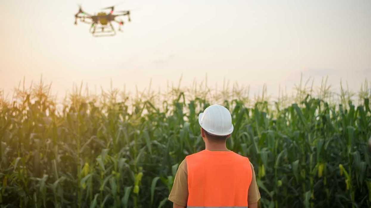 Drone operator guides drone hovering over a corn field