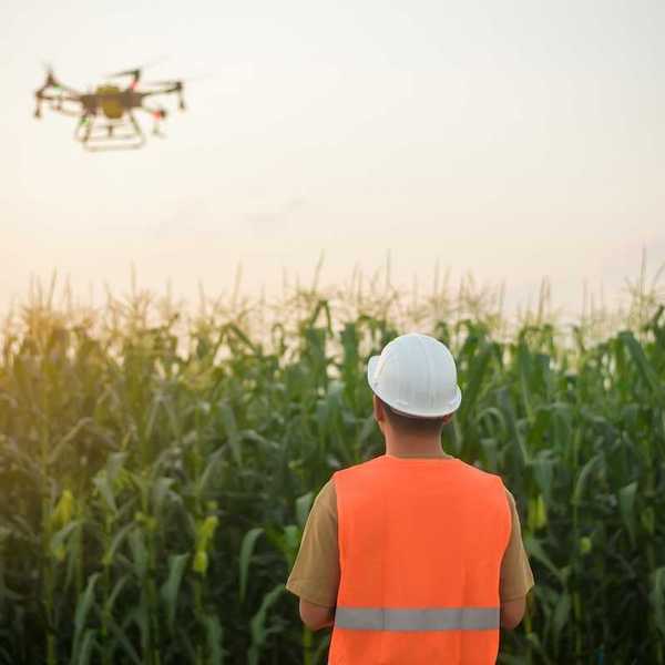 Drone operator guides drone hovering over a corn field