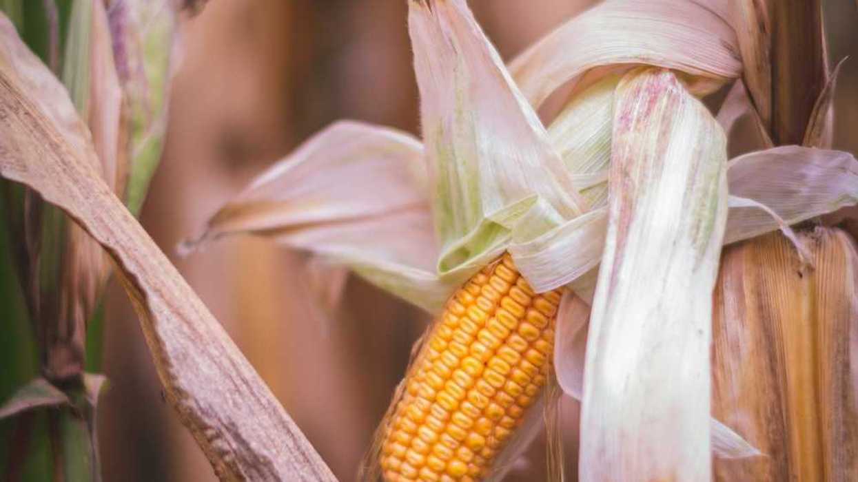 Drought damaged corn showing one stunted ear and dried out husk and leaves.