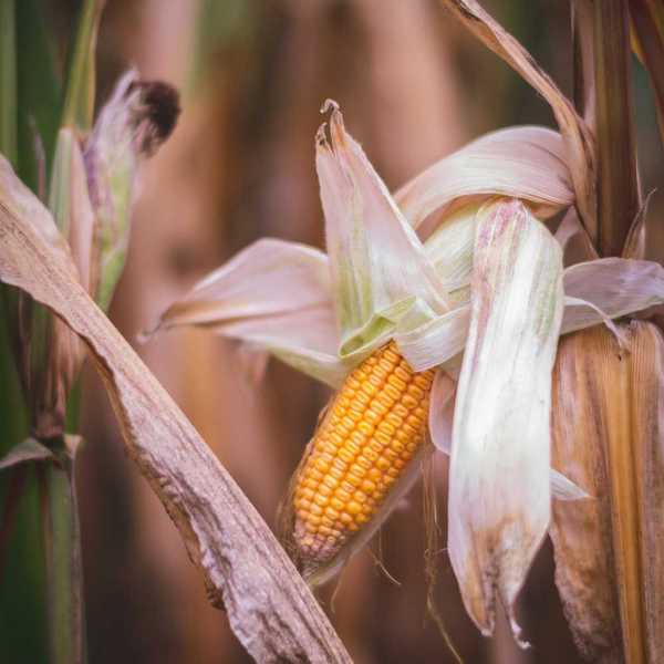 Drought damaged corn showing one stunted ear and dried out husk and leaves.