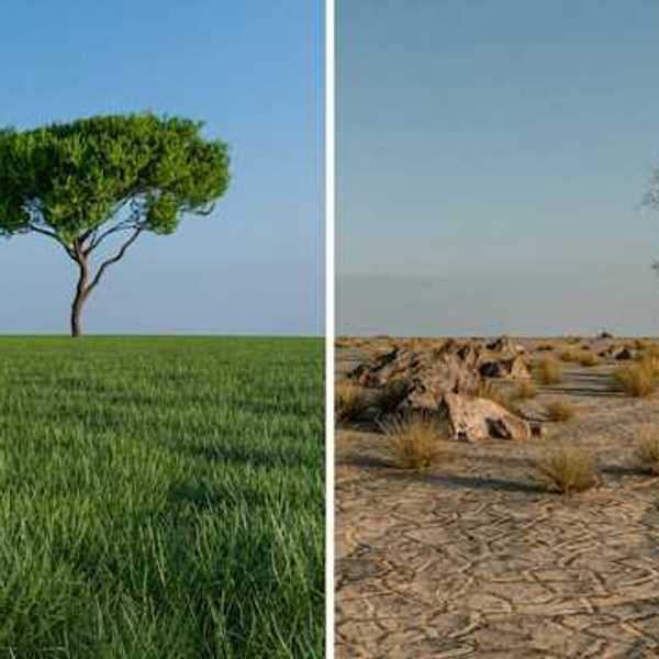 Dry arid land on the right contrasts with a lush green field and tree on the left