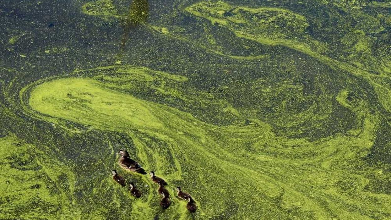 Opinion: Florida’s experience with toxic algae blooms can help clear up Reflecting Pool mess